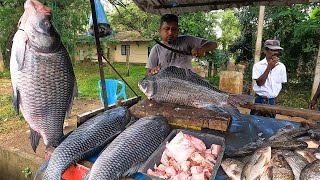 Huge Calta Fish Catch In Local Market |You Won’t Believe the Size | Super Master Cutting Skills
