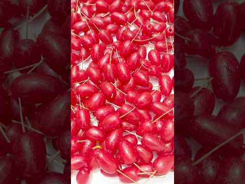 庭のグミの実が過去イチ豊作でした🍒