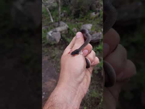 Rear Fanged Snake Bite! Harmless to Humans #shorts
