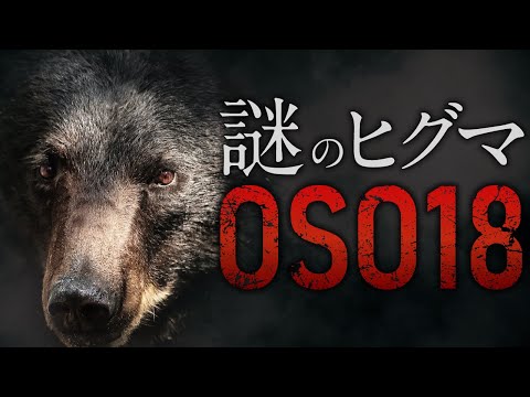 日本中が恐れたヒグマ「OSO18」の、意外すぎる真相。