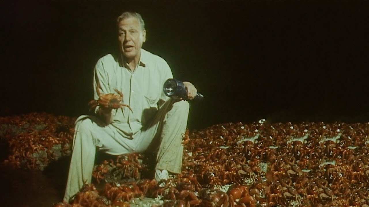 120 Million Crabs Spawning On One Beach Trials Of Life BBC Earth