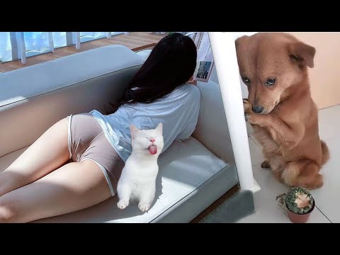 Try Not To Laugh 😅 Funniest Cats and Dogs 😄 Funniest Animals part 2