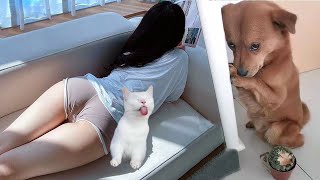 Try Not To Laugh 😅 Funniest Cats and Dogs 😄 Funniest Animals part 2