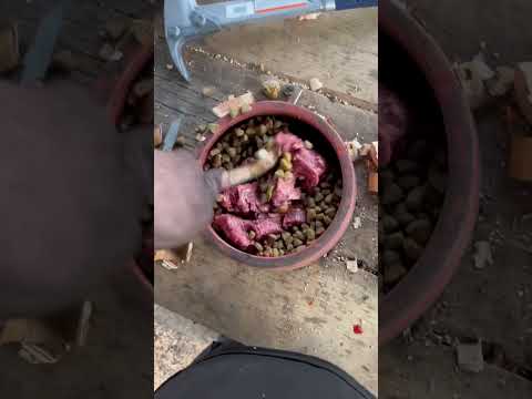 Is this bad? #offgridcabin #aloneoffgrid #willsurvives #dogfood #healthy #offgridlovers