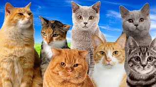 Sonidos De Gato, Los Gatos Silban, Miau De Gato