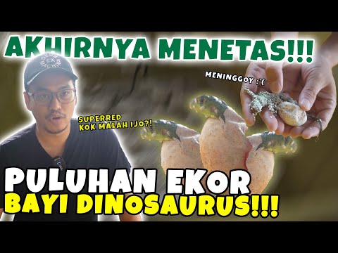 PANEN IGUANA ! BEGINI PENANGANAN PERTAMA SETELAH MENETAS !!!