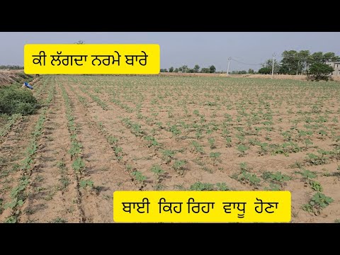 ਕੀ ਲੱਗਦਾ ਨਰਮੇ ਬਾਰੇ