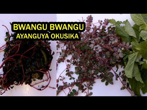 Kozesa Bwangu Bwangu Okusika Enfuli Zigenda Kwanguwa Okuvaayo