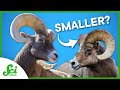 Human Impact on Species Evolution