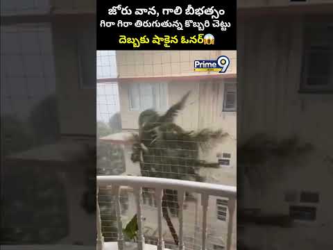 జోరు వాన, గాలి బీభత్సం.. గిరా గిరా తిరుగుతున్న కొబ్బరి చెట్టు.. షాకైన ఓనర్ |Coconut Tree Viral Video