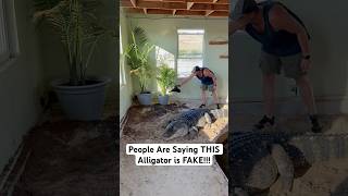 People Are Saying THIS Alligator is FAKE!!!🙄🐊 #shorts #alligator