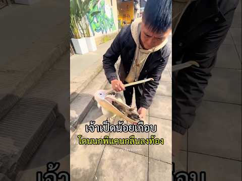 เป็ดน้อยเกือบโดนนกพีแคนกลืนลงท้อง #นก #เป็ด #pelican