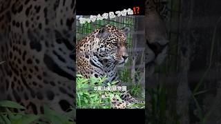 ユウキのモグモグタイム（チョビっと）#東山動植物園 #ジャガー #shorts #animals