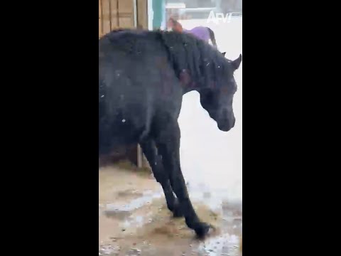Snow way he's leaving that stable 🐴😅 #afv #horses #funnyvideos #shorts