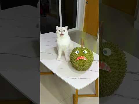 The evil durian was chasing me🧐 #cat #pets #cats #catlovers #reaction  #shortsfeed #shortviral
