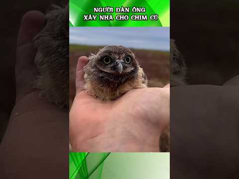 Xây Nhà Mới cho bầy Cú #funnyvideo #funny #animals #birds