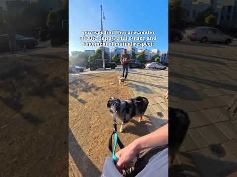 The pure interactions I love!❤️ #dog #dogs -#dogshorts #doglife #dogvideos #dogtraining #shorts