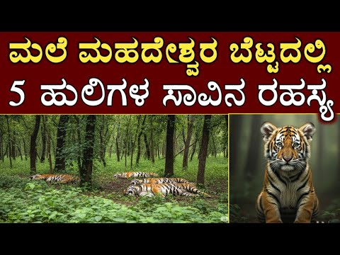 ಮಲೆ ಮಹದೇಶ್ವರ ಬೆಟ್ಟದಲ್ಲಿ 5 ಹುಲಿಗಳ ಸಾವಿನ ರಹಸ್ಯ ಏನು ನೋಡಿದ್ರೆ ಬೆಚ್ಚಿ ಬೀಳ್ತೀರಾ |MM hills lion killed news