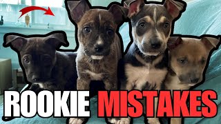 5 Rookie Mistakes Pit Bull Puppy Owners Make and How to Fix Them!