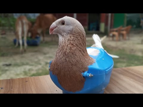 HASAN PIGEONS LOFT is live!
