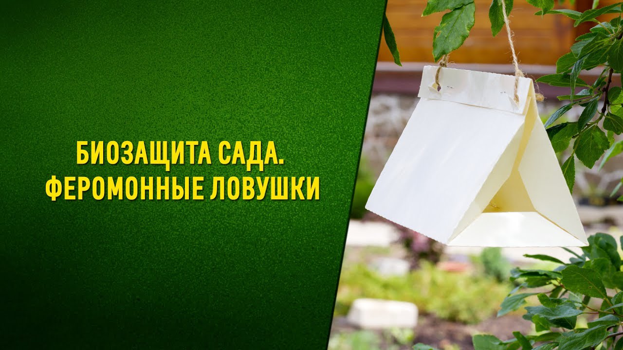 Защита урожая сливы от плодожорки. Биозащита сада Феромонные ловушки