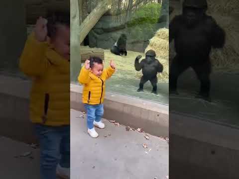 t ๐๐ฆ A baby boy starts clapping and dancing and a baby gorilla copies him perfectly! T