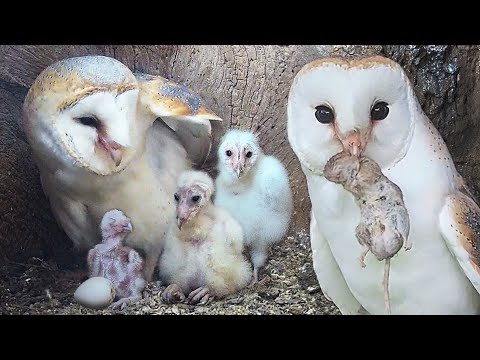 Barn Owl Dad Learns on the Job | Gylfie & Dryer | Robert E Fuller