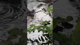 flute sound #meditation #nature #shorts