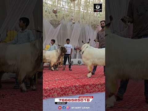 Most Beautiful Kashmiri Goats at Ashiyana Goats #qurbani #ykgoatlover #bestmoments #eidmubarak