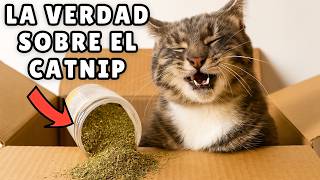 Qué le ocurre realmente a tu GATO con el CATNIP