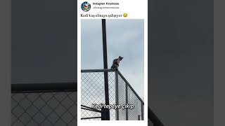 Kedi kuş olmaya çalışıyor 😂