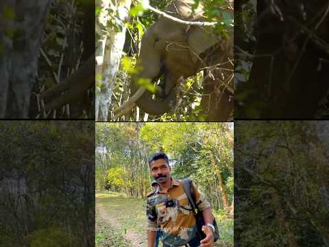 ട്രെക്കിങിന്  ഇടയിൽ ഒറ്റയാൻ ആന കൊമ്പന്റെ മുന്നിൽ !