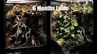 30cm vivarium for micro geckos (6months later) | 마이크로 게코를 위한 30센티 작은 비바리움 (6개월 후 모습까지 )