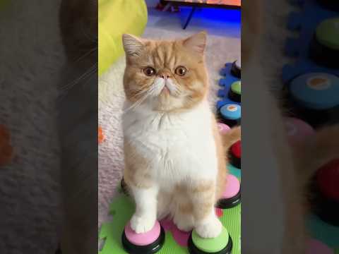 #fannycat #cat #кот #talkingcat #котик #котики #коты