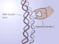 DNA Replication and Topoisomerase Functions