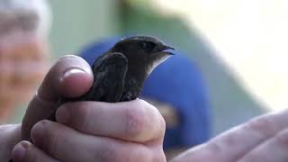 YouTube video thumbnail: Belgian Wildlife Shelters Overwhelmed by Heat‑Stressed Animals