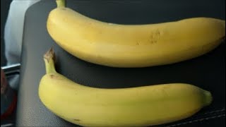 Two Bananas and A Microphone, That’s Where It’s At #banana #twobananas #bananabreak