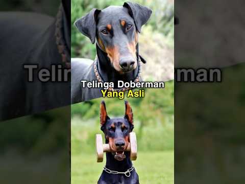 Fakta menyedihkan di balik Telinga Anjing doberman! #anjing #faktalucuhewan