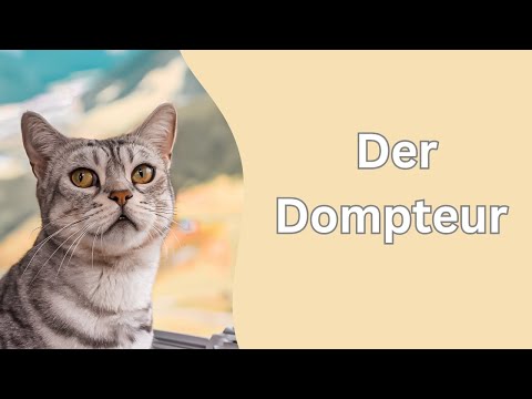 Katzen nutzen das Laufgitter als Ringkampfarena