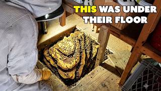 40,000 Bees Under Their Shed Floor!