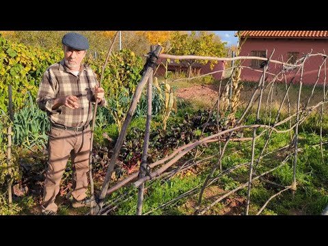 El frío arrasa la huerta - Toca recoger y descansar ❄️