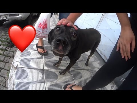 Olha como está a cachorrinha comunitária babona