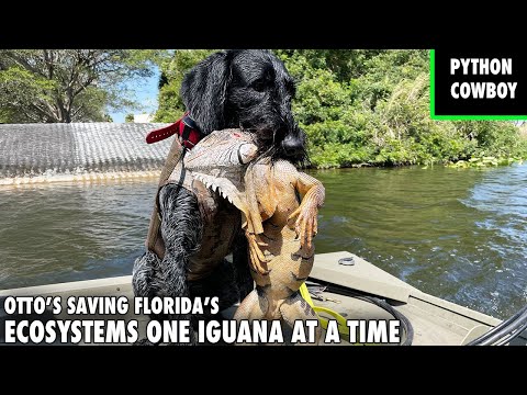 Using The World's Best Iguana Hunting Dog To Save Florida