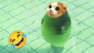 Funny Animals 2023: Cats, Dogs, and Non-Stop Laughter! 😺🐶 #136