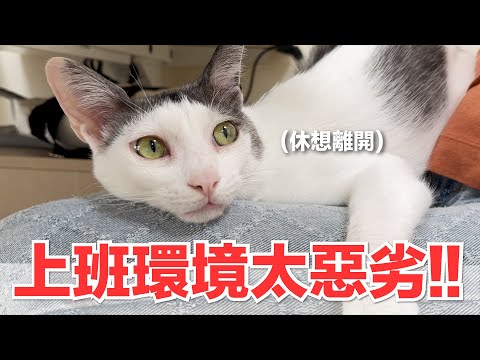 【好味小姐】上班環境太惡劣！！｜好味貓日常249