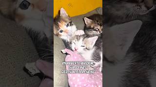 Mutterkatze und Kätzchen nisten im Auto eines Paares