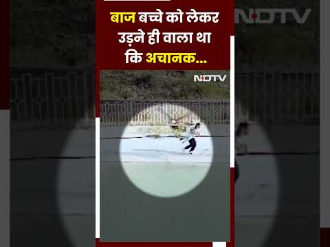 Eagle Attack Video: बच्चे को लेकर बाज उड़ने ही वाला था, अचानक पिता ने बचा ली जान | Viral Video