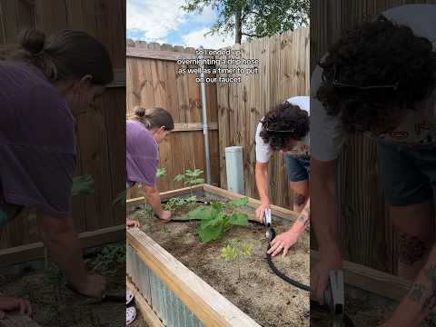 Honestly rly impressed!🌿 #raisedbeds #garden #urbanfarming #raisedgarden #homegardening #slowliving