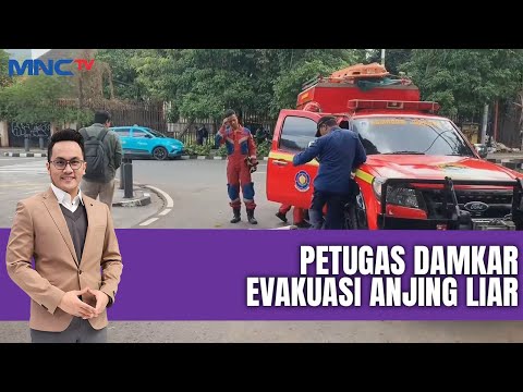 Anjing Liar Serang Pengunjung | LIS | 03/07