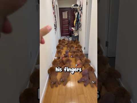 Trying To Find a Puppy 😱❤️